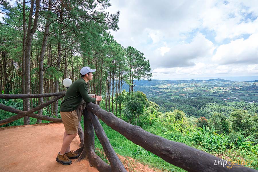 รวม 6 จุดเช็คอินป่าสน ที่หน้าฝนนี้ต้องไปรับความชุ่มฉ่ำ