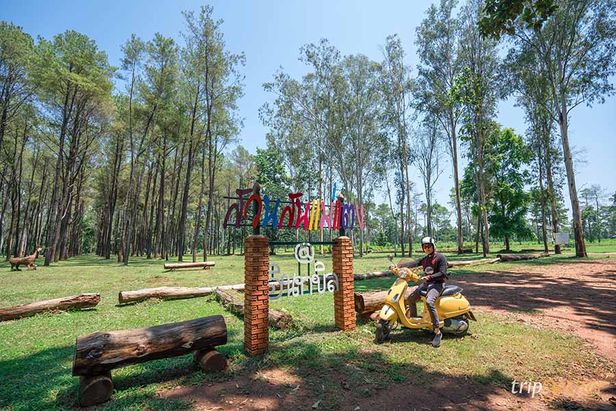 รวม 6 จุดเช็คอินป่าสน ที่หน้าฝนนี้ต้องไปรับความชุ่มฉ่ำ