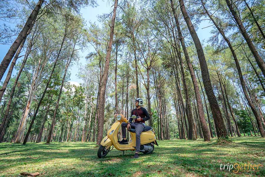 รวม 6 จุดเช็คอินป่าสน ที่หน้าฝนนี้ต้องไปรับความชุ่มฉ่ำ