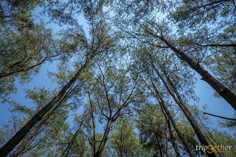 รวม 6 จุดเช็คอินป่าสน ที่หน้าฝนนี้ต้องไปรับความชุ่มฉ่ำ