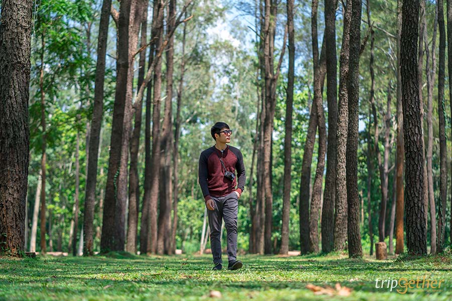 รวม 6 จุดเช็คอินป่าสน ที่หน้าฝนนี้ต้องไปรับความชุ่มฉ่ำ