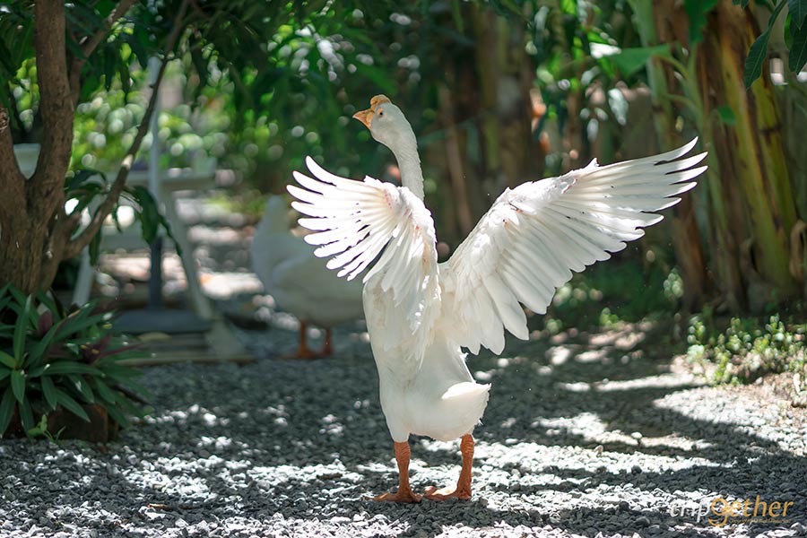 7 ร้านอาหารในสวนริมน้ำใกล้กรุงเทพ หนีไปสูดโอโซนกันให้ฉ่ำปอด!