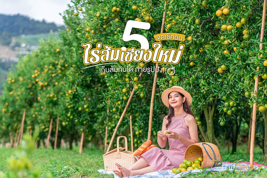 5 จุดเช็คอินไร่ส้มเชียงใหม่ เก็บส้มกินได้ ถ่ายรูปปัง!!