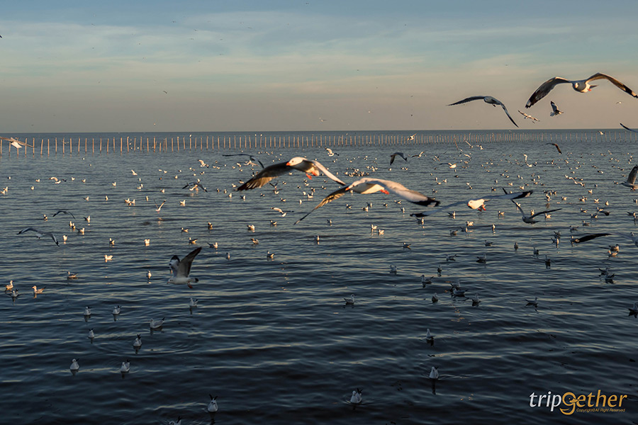 5 ที่เที่ยวใกล้กรุงเทพไปเช้า - เย็นกลับ รับลมพักผ่อนแบบชิลล์ๆ