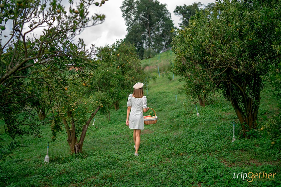 5 จุดเช็คอินไร่ส้มเชียงใหม่ เก็บส้มกินได้ ถ่ายรูปปัง!!