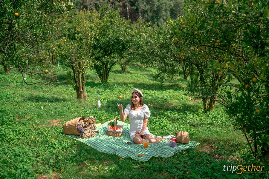 5 จุดเช็คอินไร่ส้มเชียงใหม่ เก็บส้มกินได้ ถ่ายรูปปัง!!