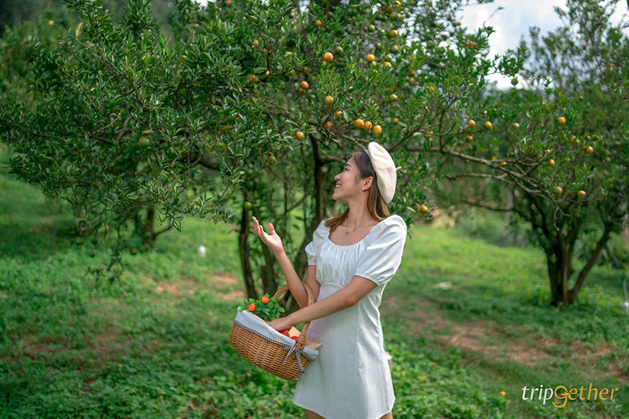 5 จุดเช็คอินไร่ส้มเชียงใหม่ เก็บส้มกินได้ ถ่ายรูปปัง!!