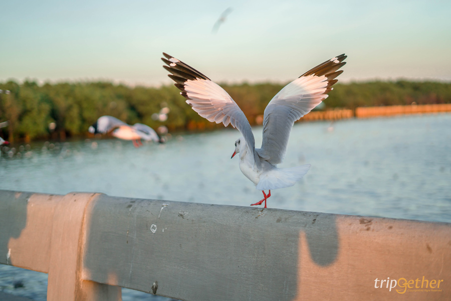 11 สะพานสวยเหมือนเดินข้ามทางฝัน ที่ต้องผ่านมาเช็คอิน 