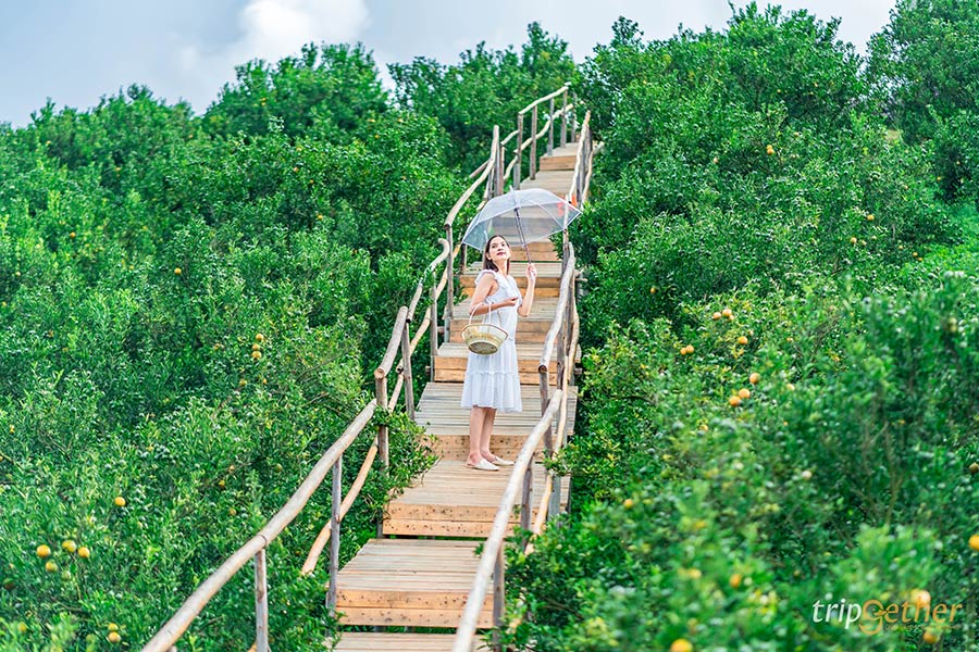 5 จุดเช็คอินไร่ส้มเชียงใหม่ เก็บส้มกินได้ ถ่ายรูปปัง!!