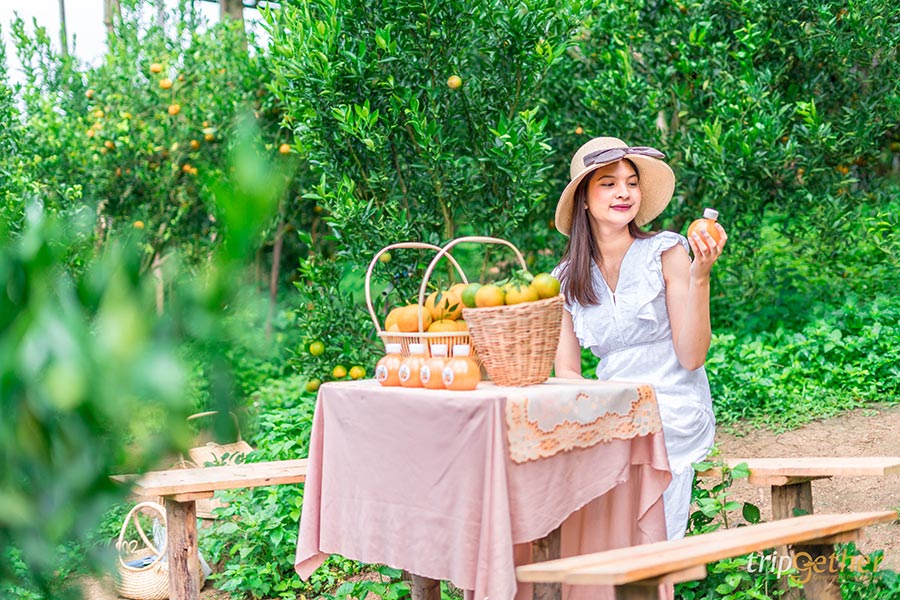 5 จุดเช็คอินไร่ส้มเชียงใหม่ เก็บส้มกินได้ ถ่ายรูปปัง!!