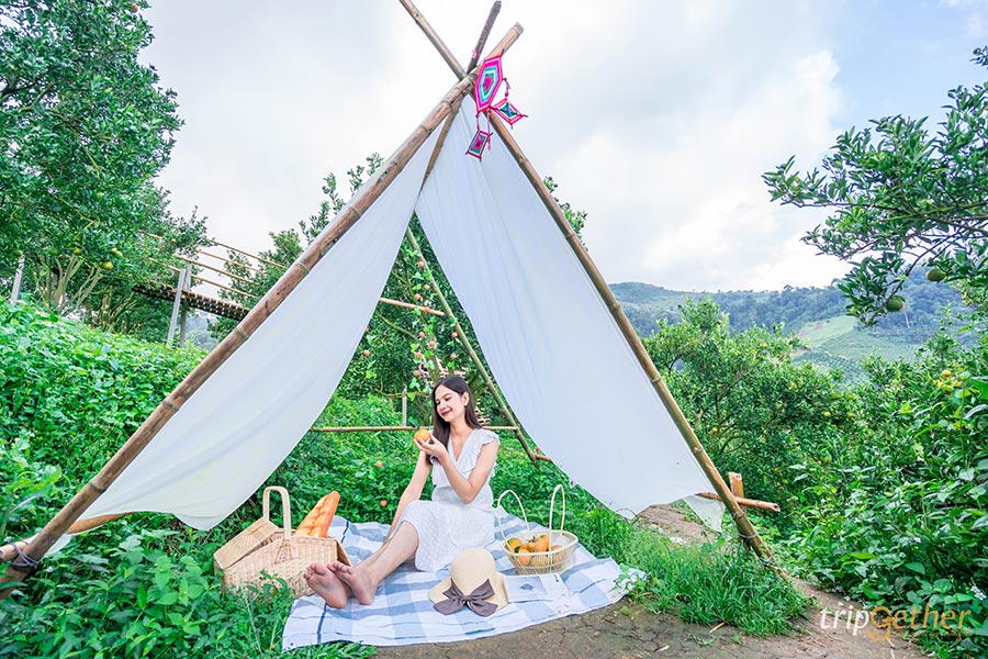 5 จุดเช็คอินไร่ส้มเชียงใหม่ เก็บส้มกินได้ ถ่ายรูปปัง!!