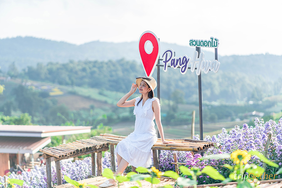 5 จุดเช็คอินไร่ส้มเชียงใหม่ เก็บส้มกินได้ ถ่ายรูปปัง!!