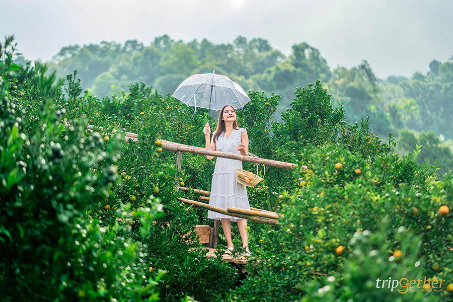 5 จุดเช็คอินไร่ส้มเชียงใหม่ เก็บส้มกินได้ ถ่ายรูปปัง!!