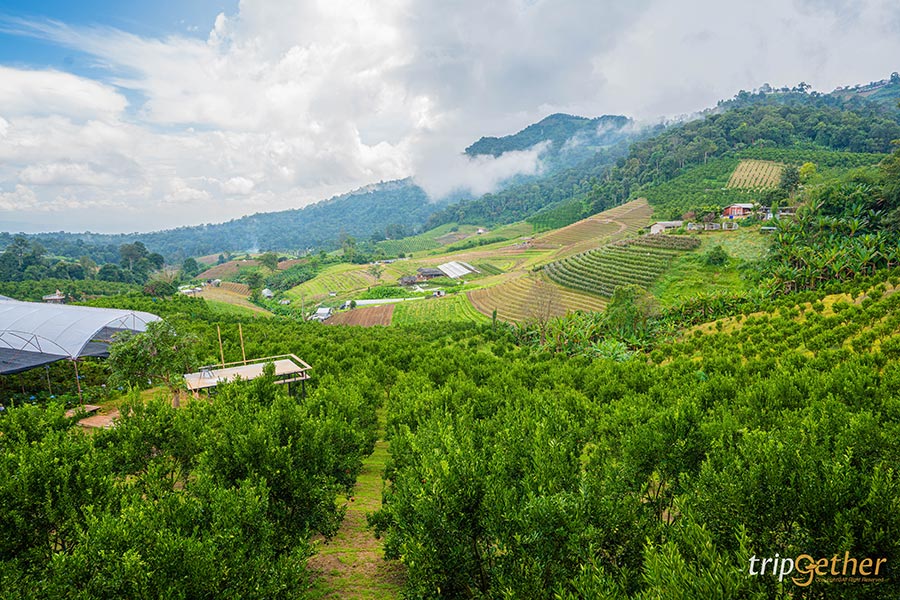 5 จุดเช็คอินไร่ส้มเชียงใหม่ เก็บส้มกินได้ ถ่ายรูปปัง!!