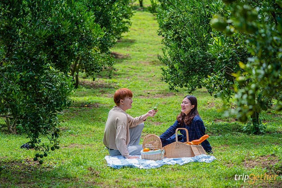 5 จุดเช็คอินไร่ส้มเชียงใหม่ เก็บส้มกินได้ ถ่ายรูปปัง!!