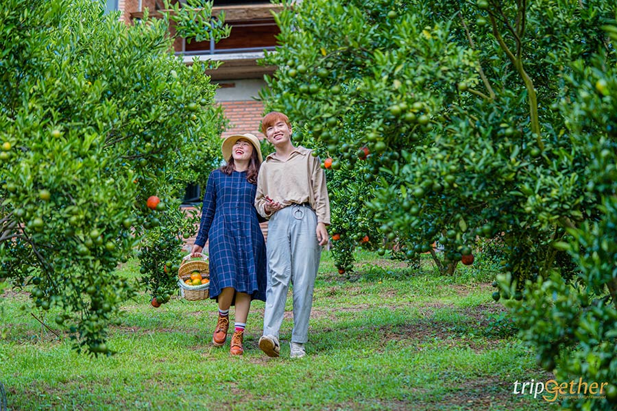 5 จุดเช็คอินไร่ส้มเชียงใหม่ เก็บส้มกินได้ ถ่ายรูปปัง!!