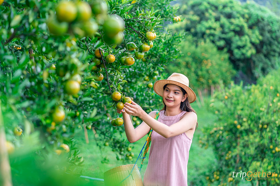 5 จุดเช็คอินไร่ส้มเชียงใหม่ เก็บส้มกินได้ ถ่ายรูปปัง!!