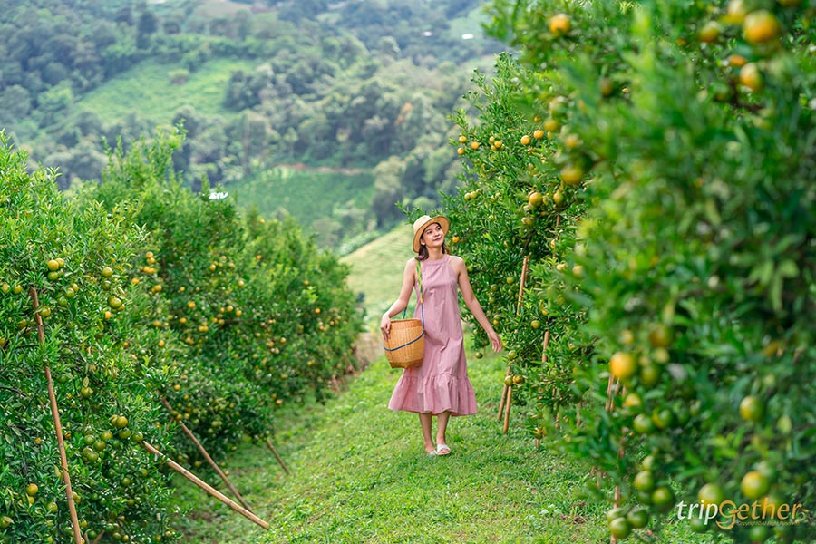 5 จุดเช็คอินไร่ส้มเชียงใหม่ เก็บส้มกินได้ ถ่ายรูปปัง!!