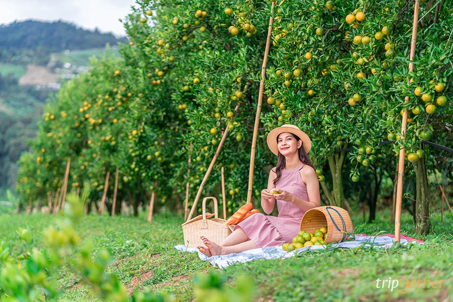 5 จุดเช็คอินไร่ส้มเชียงใหม่ เก็บส้มกินได้ ถ่ายรูปปัง!!