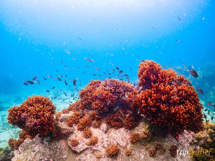 ยาหยี & ยี่หวาโฮมสเตย์ ที่พักติดทะเลแสมสาร ดำน้ำดูปะการัง ตกหมึกสุดชิลล์