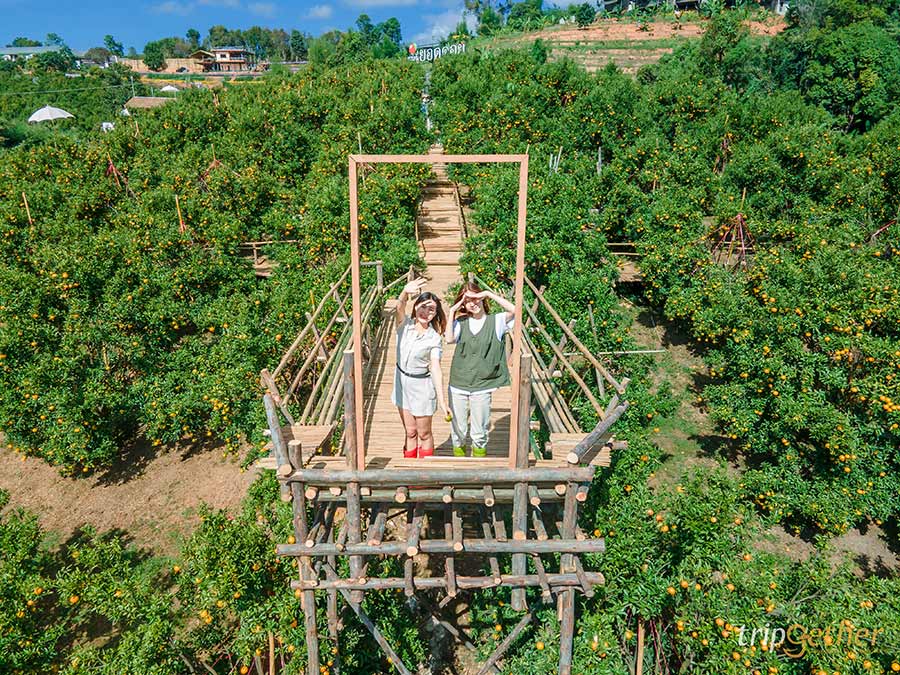 5 จุดเช็คอินไร่ส้มเชียงใหม่ เก็บส้มกินได้ ถ่ายรูปปัง!!