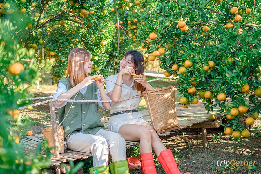 5 จุดเช็คอินไร่ส้มเชียงใหม่ เก็บส้มกินได้ ถ่ายรูปปัง!!