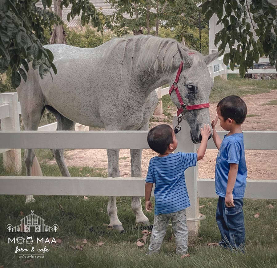 5 คาเฟ่สวย บรรยากาศดี มีกิจกรรมขี่ม้า