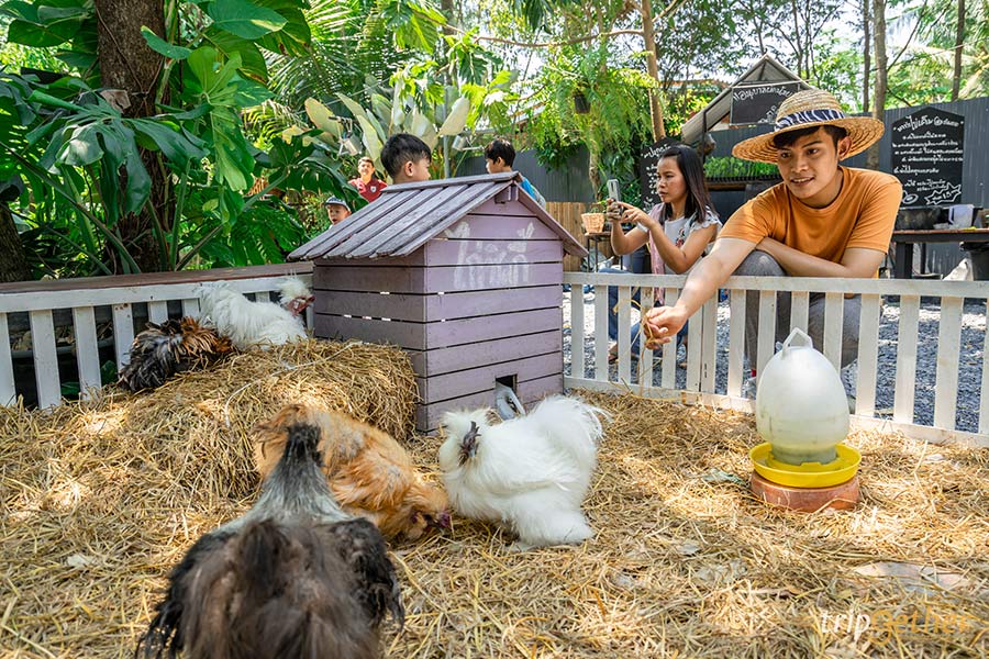 5 ฟาร์มคาเฟ่ สูดกลิ่นอายธรรมชาติ กิจกรรมเน้นๆ แบบฉบับฟาร์มเมอร์