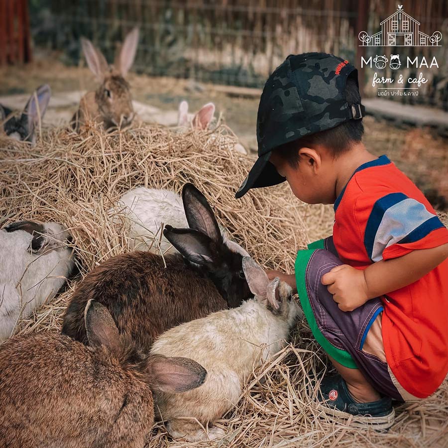 5 ฟาร์มคาเฟ่ สูดกลิ่นอายธรรมชาติ กิจกรรมเน้นๆ แบบฉบับฟาร์มเมอร์