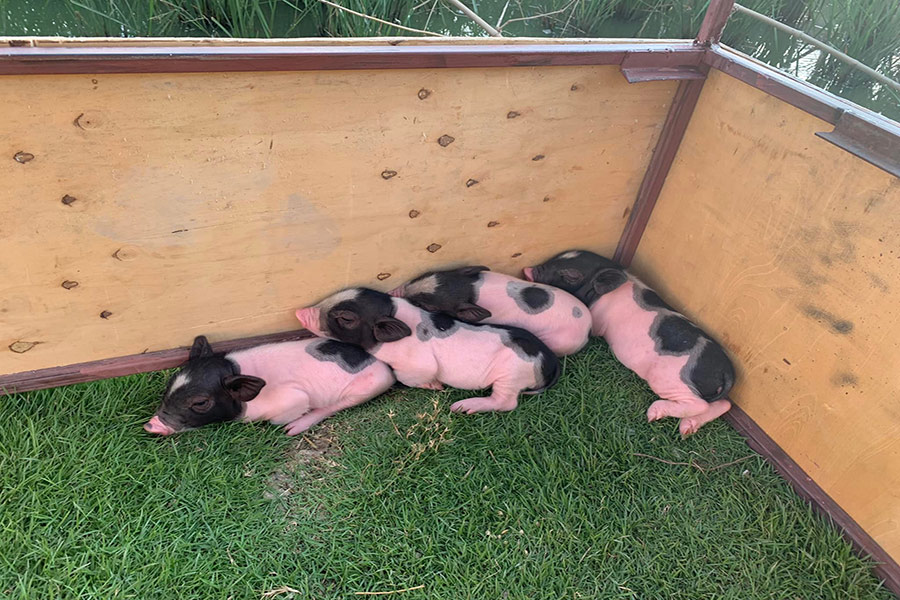 5 ฟาร์มคาเฟ่ สูดกลิ่นอายธรรมชาติ กิจกรรมเน้นๆ แบบฉบับฟาร์มเมอร์