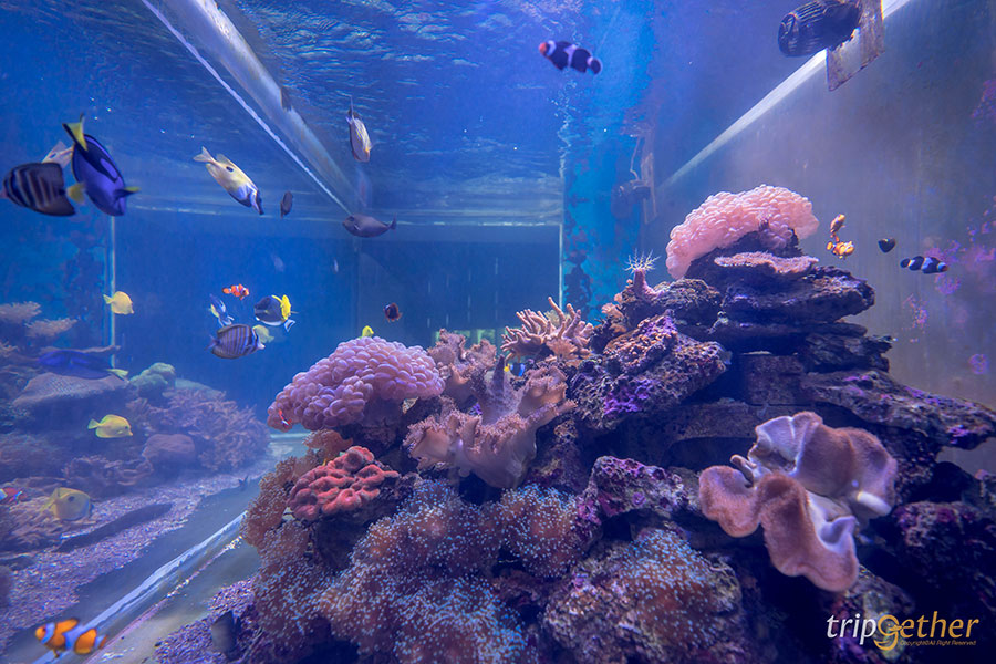 14 จุดเช็คอินชลบุรี มัดรวมคาเฟ่และที่เที่ยวห้ามพลาด