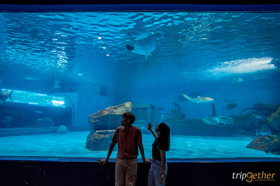 14 จุดเช็คอินชลบุรี มัดรวมคาเฟ่และที่เที่ยวห้ามพลาด