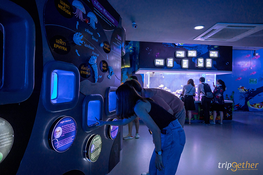 14 จุดเช็คอินชลบุรี มัดรวมคาเฟ่และที่เที่ยวห้ามพลาด