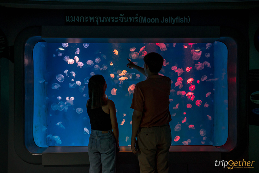 14 จุดเช็คอินชลบุรี มัดรวมคาเฟ่และที่เที่ยวห้ามพลาด