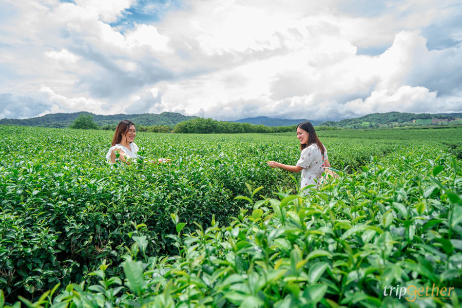 6 คาเฟ่กลางทุ่งหญ้า น่าไปเช็คอินนั่งชิลล์