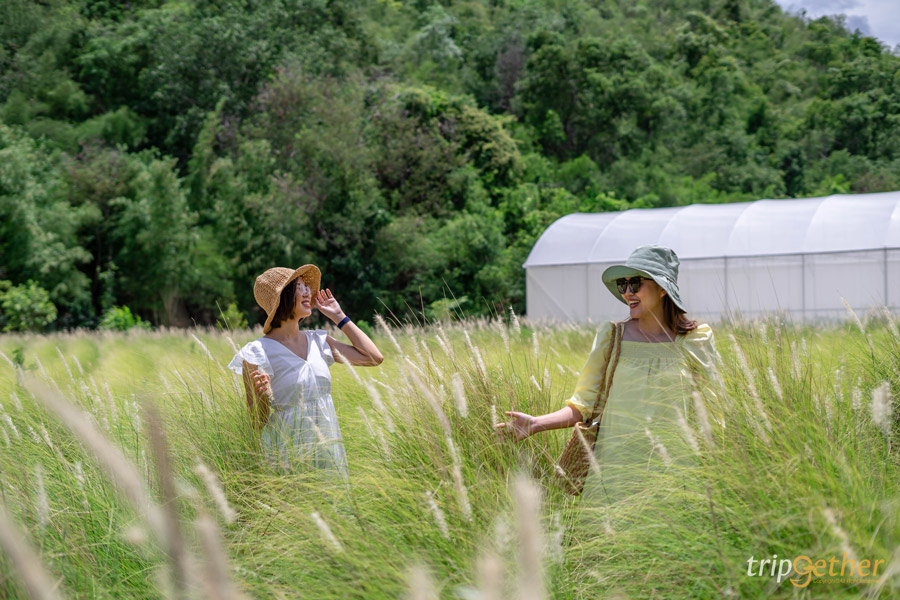 6 คาเฟ่กลางทุ่งหญ้า น่าไปเช็คอินนั่งชิลล์