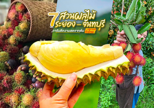 7 สวนผลไม้ระยอง - จันทบุรี การันตีความสดจากต้น บริการส่งทั่วไทย