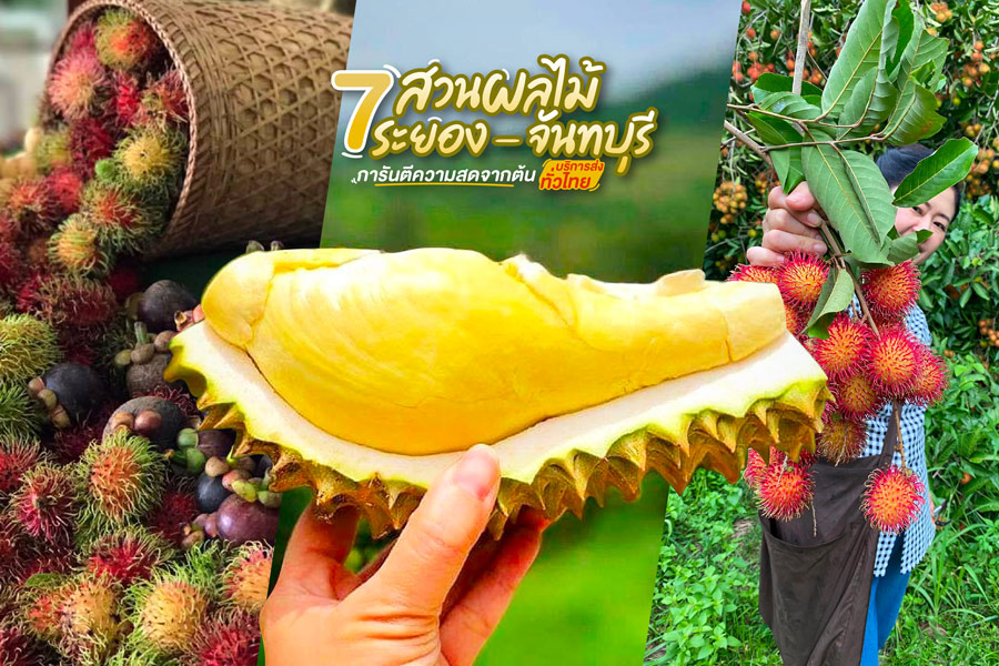 7 สวนผลไม้ระยอง - จันทบุรี การันตีความสดจากต้น บริการส่งทั่วไทย