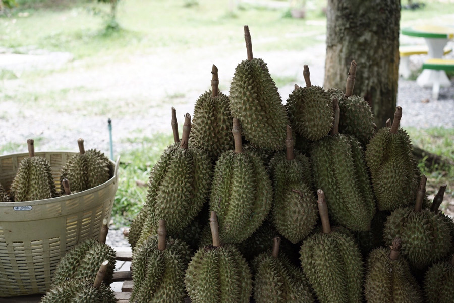7 สวนผลไม้ระยอง - จันทบุรี การันตีความสดจากต้น บริการส่งทั่วไทย