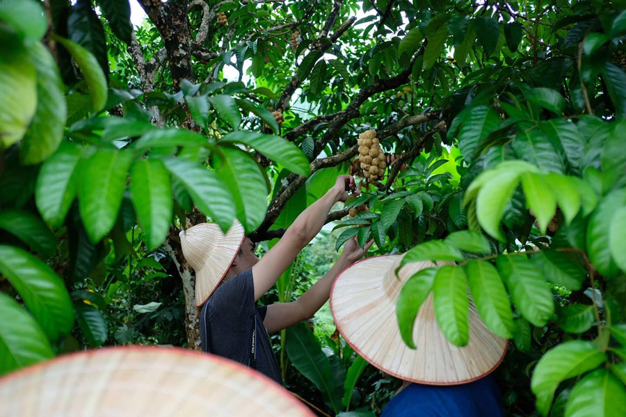 7 สวนผลไม้ระยอง - จันทบุรี การันตีความสดจากต้น บริการส่งทั่วไทย