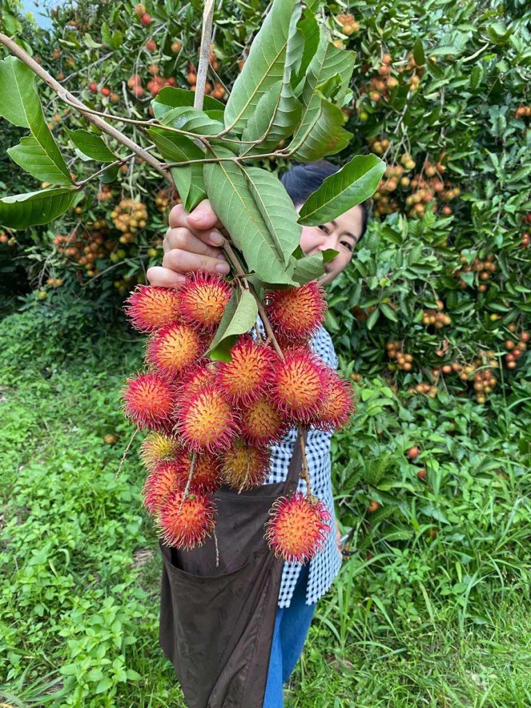 7 สวนผลไม้ระยอง - จันทบุรี การันตีความสดจากต้น บริการส่งทั่วไทย