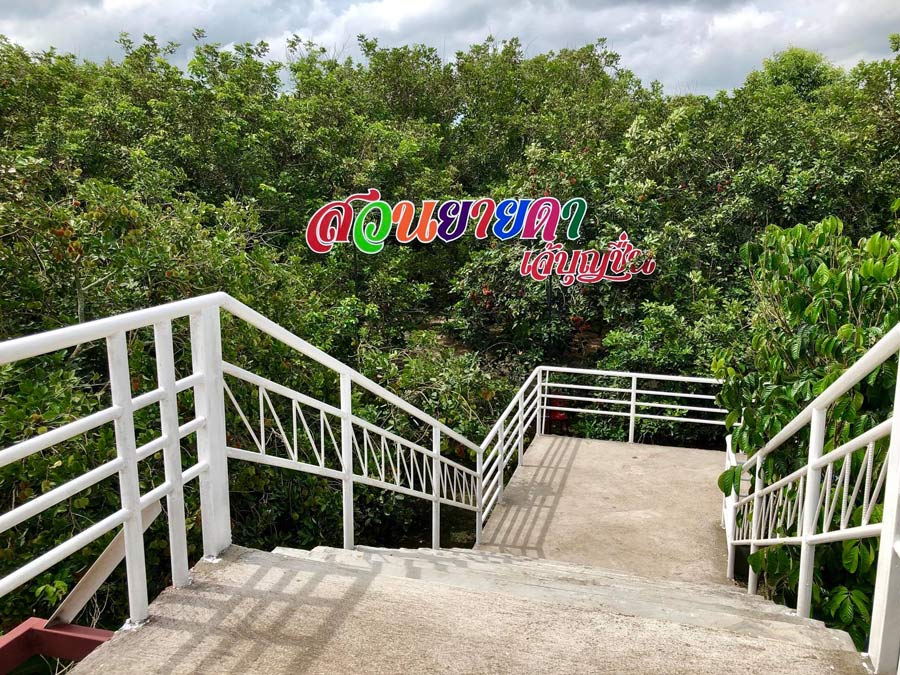 7 สวนผลไม้ระยอง - จันทบุรี การันตีความสดจากต้น บริการส่งทั่วไทย