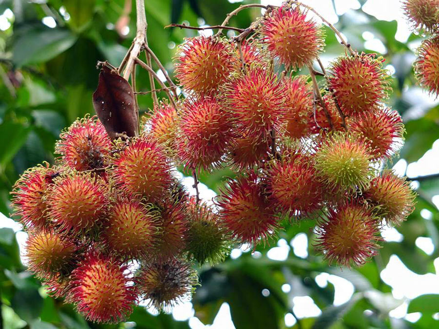 7 สวนผลไม้ระยอง - จันทบุรี การันตีความสดจากต้น บริการส่งทั่วไทย