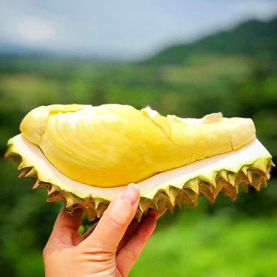 7 สวนผลไม้ระยอง - จันทบุรี การันตีความสดจากต้น บริการส่งทั่วไทย