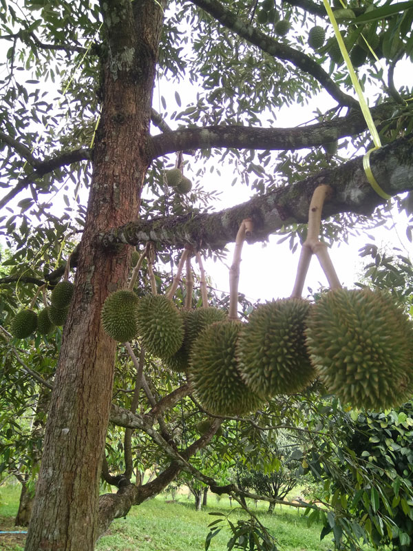 7 สวนผลไม้ระยอง - จันทบุรี การันตีความสดจากต้น บริการส่งทั่วไทย