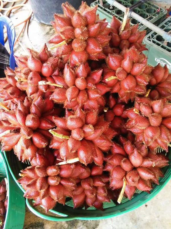 7 สวนผลไม้ระยอง - จันทบุรี การันตีความสดจากต้น บริการส่งทั่วไทย