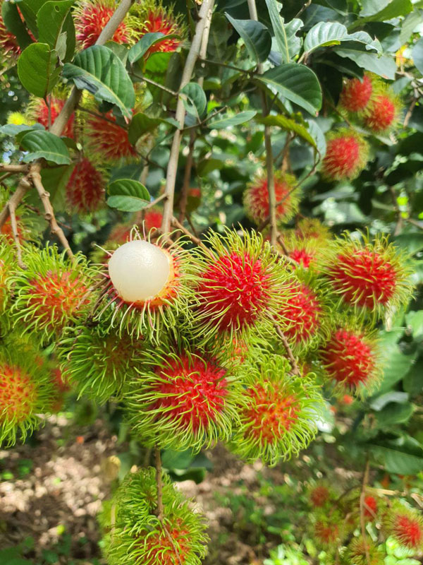 7 สวนผลไม้ระยอง - จันทบุรี การันตีความสดจากต้น บริการส่งทั่วไทย
