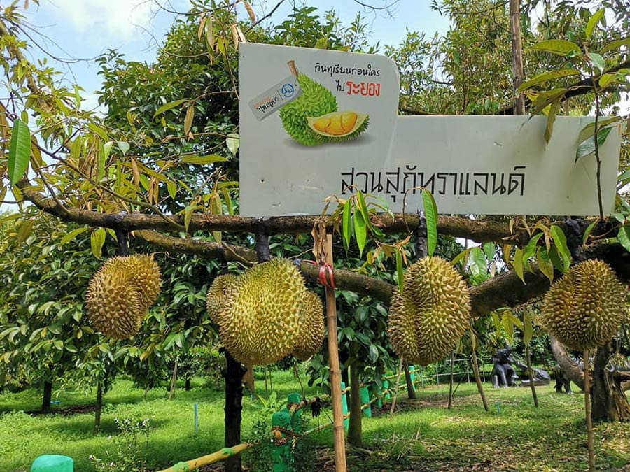 7 สวนผลไม้ระยอง - จันทบุรี การันตีความสดจากต้น บริการส่งทั่วไทย