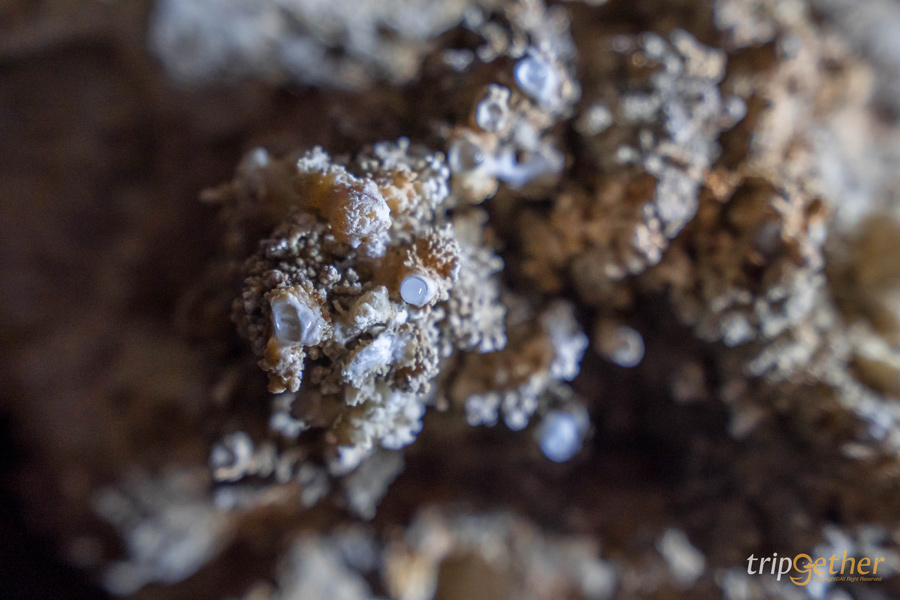 ที่กิน ที่เที่ยวสุราษฎร์ธานี