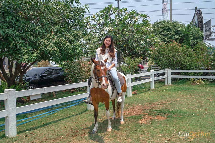 5 คาเฟ่สวย บรรยากาศดี มีกิจกรรมขี่ม้า